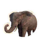 Albino African Savannah Elephant colour morph in Planet Zoo 2