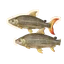 African Tigerfish in Planet Zoo 2