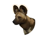 African Wild Dog in Planet Zoo 2