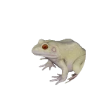 Albino American Bullfrog colour morph in Planet Zoo 2