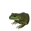 American Bullfrog in Planet Zoo 2