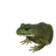 American Bullfrog in Planet Zoo 2