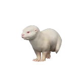 Albino Asian Small-Clawed Otter colour morph in Planet Zoo 2