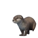 Asian Small-Clawed Otter in Planet Zoo 2