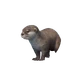 Asian Small-Clawed Otter in Planet Zoo 2