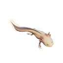 Albino Axolotl colour morph in Planet Zoo 2