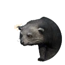 Binturong in Planet Zoo 2