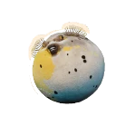 Piebald Blackspotted Puffer colour morph in Planet Zoo 2