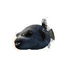 Blackspotted Puffer in Planet Zoo 2