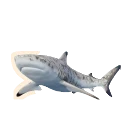 Piebald Blacktip Reef Shark colour morph in Planet Zoo 2