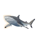 Blacktip Reef Shark in Planet Zoo 2