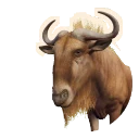 Erythristic Blue Wildebeest colour morph in Planet Zoo 2