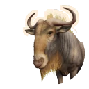 King Morph Blue Wildebeest colour morph in Planet Zoo 2