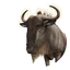 Blue Wildebeest in Planet Zoo 2