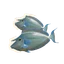 Bluespine Unicornfish in Planet Zoo 2