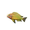 Nkonde 'Yellow Rainbow' Blunthead Cichlid colour morph in Planet Zoo 2