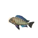 Chaitika 'Blue Rainbow' Blunthead Cichlid colour morph in Planet Zoo 2