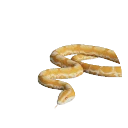 Albino Boa Constrictor colour morph in Planet Zoo 2