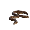 Boa Constrictor in Planet Zoo 2