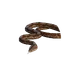 Boa Constrictor in Planet Zoo 2