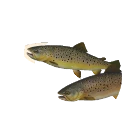 Olive Morph Brown Trout colour morph in Planet Zoo 2