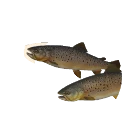 Copper Morph Brown Trout colour morph in Planet Zoo 2