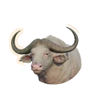 Albino Cape Buffalo colour morph in Planet Zoo 2