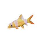 Part Leucistic Clown Loach colour morph in Planet Zoo 2