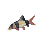 Olive Morph Clown Loach colour morph in Planet Zoo 2