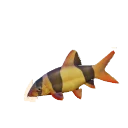 Clown Loach in Planet Zoo 2