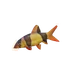 Clown Loach in Planet Zoo 2