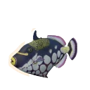 Clown Triggerfish in Planet Zoo 2