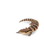 Common Bluetongue in Planet Zoo 2