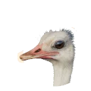 Leucistic Common Ostrich colour morph in Planet Zoo 2