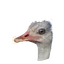 Common Ostrich in Planet Zoo 2