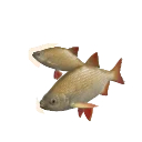 Golden Morph Common Rudd colour morph in Planet Zoo 2