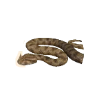 Desert Horned Viper in Planet Zoo 2