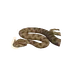 Desert Horned Viper in Planet Zoo 2