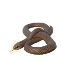 Eastern Brown Snake in Planet Zoo 2