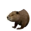 Eurasian Beaver in Planet Zoo 2
