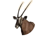 Gemsbok in Planet Zoo 2