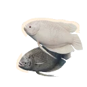 Albino Giant Gourami colour morph in Planet Zoo 2