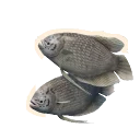 Giant Gourami in Planet Zoo 2