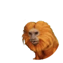 Golden Lion Tamarin in Planet Zoo 2