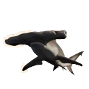 Great Hammerhead in Planet Zoo 2