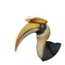 Great Hornbill in Planet Zoo 2