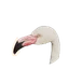 Greater Flamingo in Planet Zoo 2