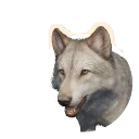 White Morph Grey Wolf colour morph in Planet Zoo 2