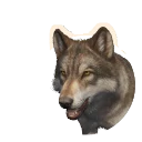 Darker Variation Grey Wolf colour morph in Planet Zoo 2