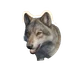 Grey Wolf in Planet Zoo 2